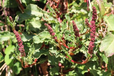 Rumex maricola, photographed by Cesar Ormazabal