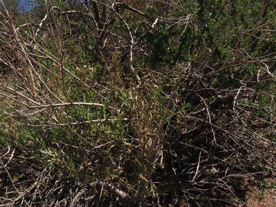 Baccharis paniculata, photographed by Nicolás Lavandero