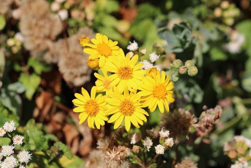 Senecio nigrescens, photographed by Cesar Ormazabal