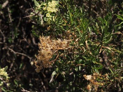 Baccharis paniculata, photographed by Nicolás Lavandero