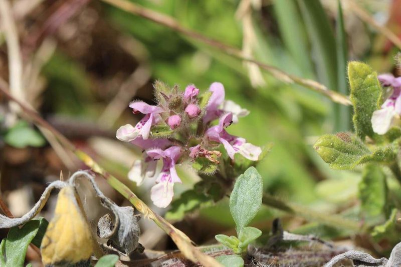 Stachys grandidentata, photographed by Cesar Ormazabal