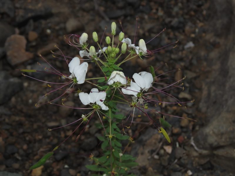 Cleome chilensis, photographed by Nicolás Lavandero