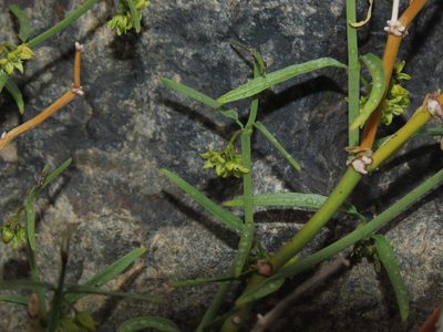 Diplolepis viridis, photographed by Nicolás Lavandero