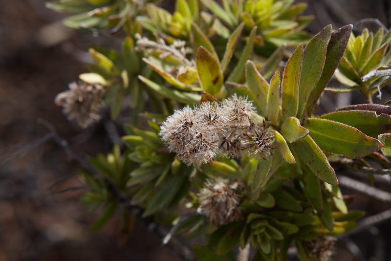 Dubautia menziesii, photographed by Ken-ichi Ueda
