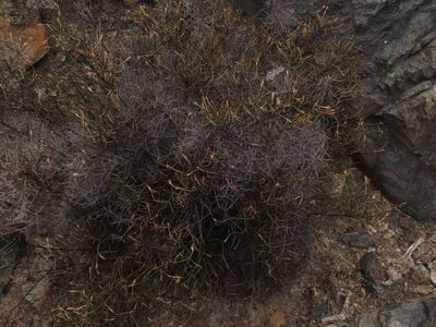 Bakerolimon plumosum, photographed by Nicolás Lavandero