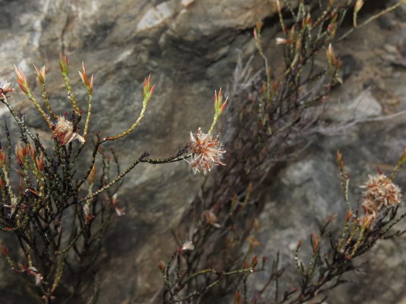 Bakerolimon plumosum, photographed by Nicolás Lavandero