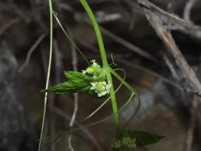 Sicyos baderoa