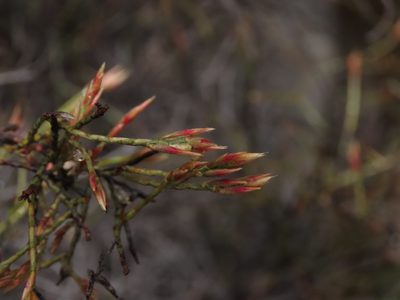 Bakerolimon plumosum, photographed by Nicolás Lavandero