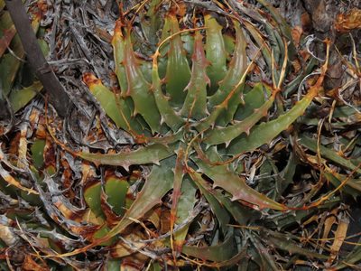 Deuterocohnia chrysantha, photographed by Nicolás Lavandero