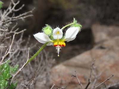 Loasa elongata, photographed by Nicolás Lavandero