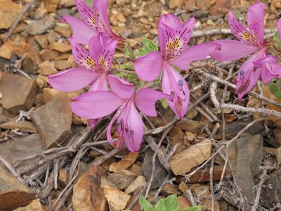 Alstroemeria paupercula, photographed by Nicolás Lavandero