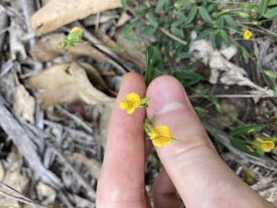 Zornia dyctiocarpa, photographed by Thomas Mesaglio