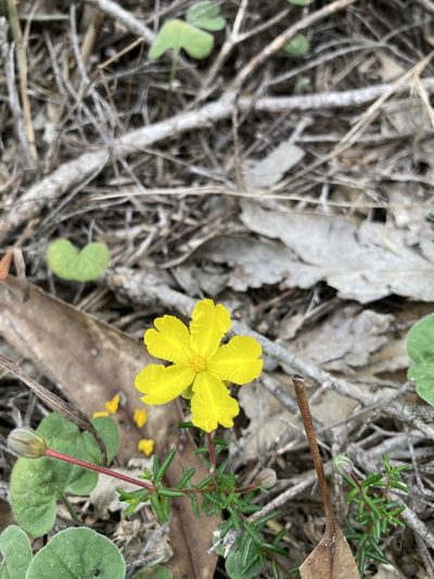 Hibbertia pedunculata, photographed by Thomas Mesaglio