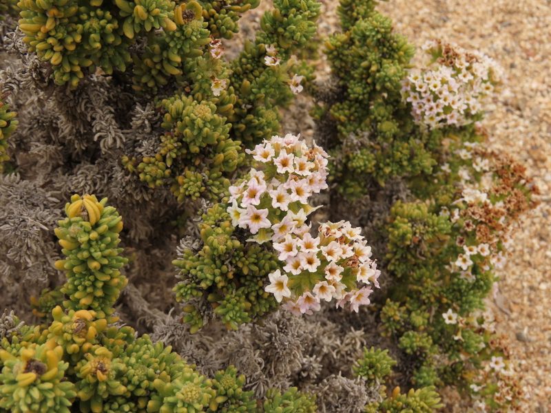 Heliotropium pycnophyllum, photographed by Nicolás Lavandero
