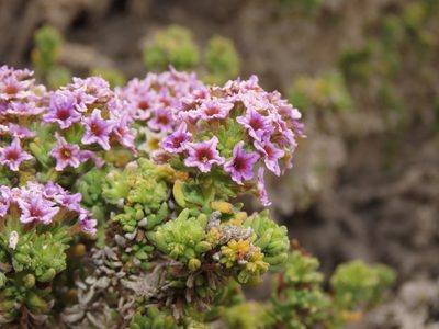 Heliotropium pycnophyllum, photographed by Nicolás Lavandero