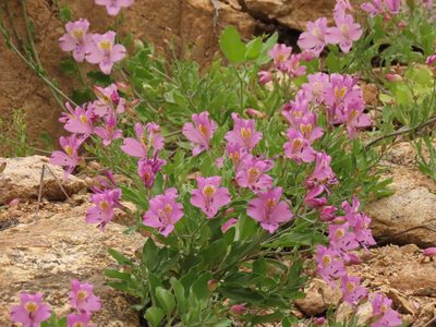 Alstroemeria paupercula, photographed by Nicolás Lavandero