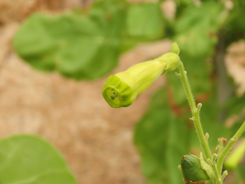 Nicotiana solanifolia, photographed by Nicolás Lavandero