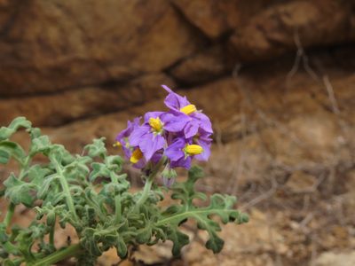 Solanum remyanum, photographed by Nicolás Lavandero