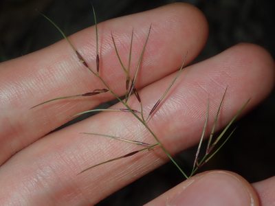 Aristida vagans, photographed by Thomas Mesaglio