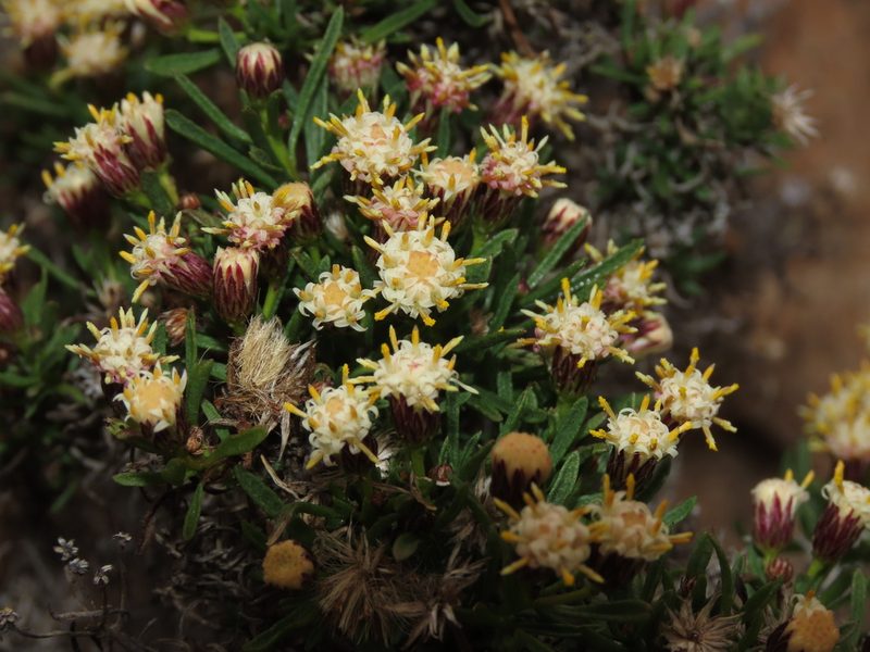 Baccharis taltalensis, photographed by Nicolás Lavandero