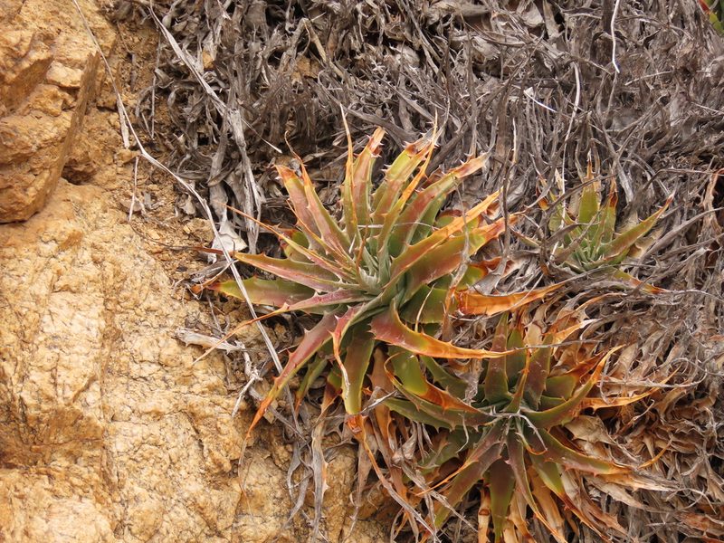 Deuterocohnia chrysantha, photographed by Nicolás Lavandero