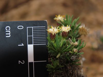 Baccharis taltalensis, photographed by Nicolás Lavandero