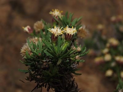 Baccharis taltalensis, photographed by Nicolás Lavandero