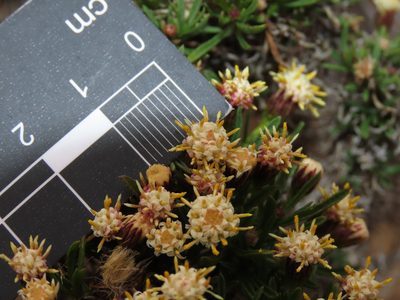 Baccharis taltalensis, photographed by Nicolás Lavandero