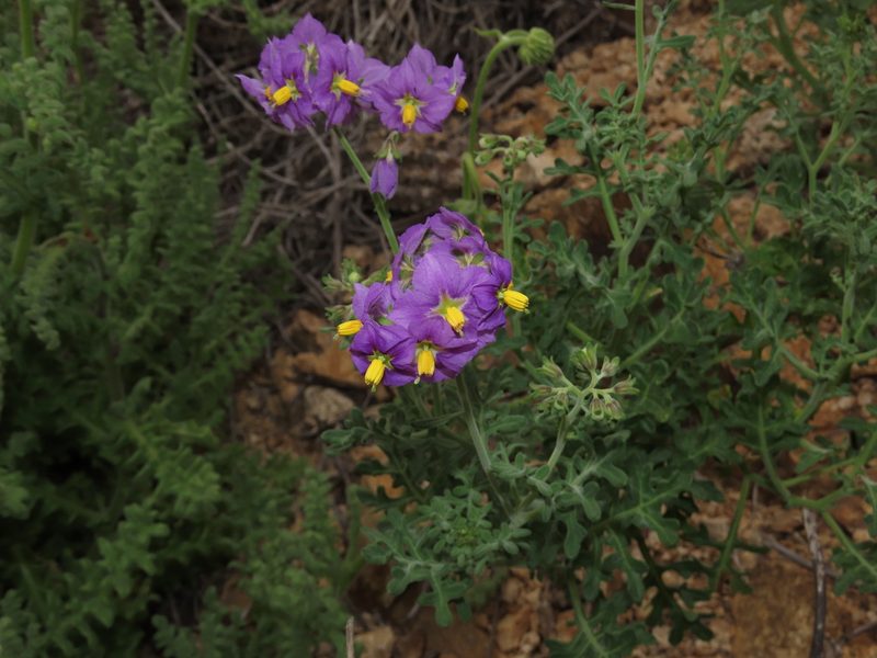 Solanum remyanum, photographed by Nicolás Lavandero