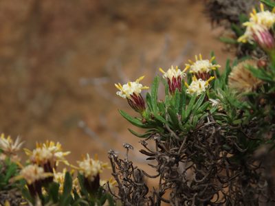 Baccharis taltalensis, photographed by Nicolás Lavandero