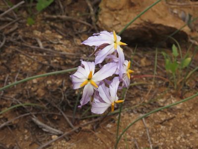 Leucocoryne appendiculata, photographed by Nicolás Lavandero