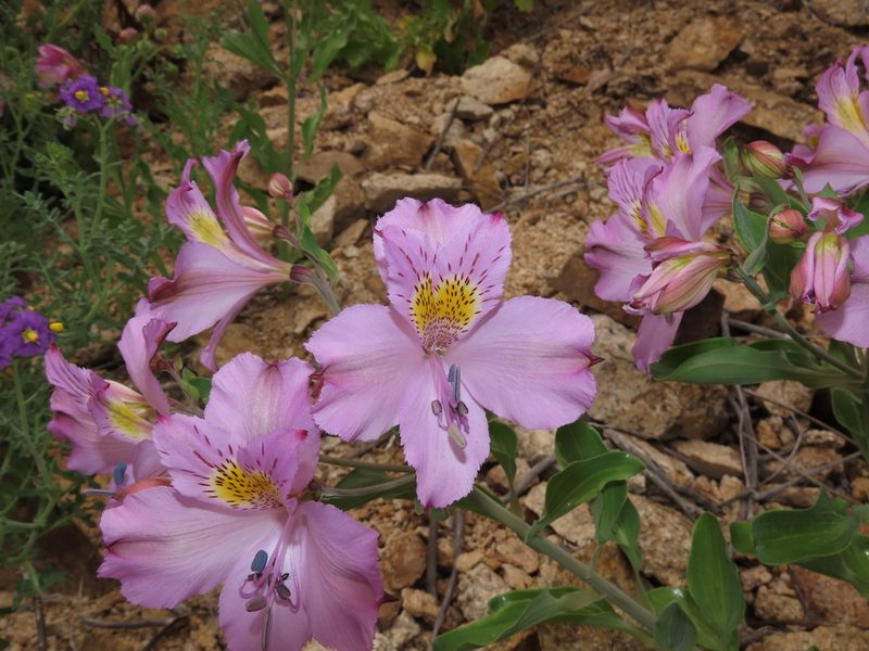 Alstroemeria paupercula, photographed by Nicolás Lavandero