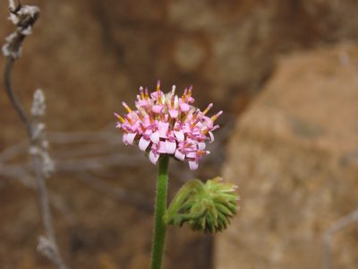 Polyachyrus fuscus, photographed by Nicolás Lavandero