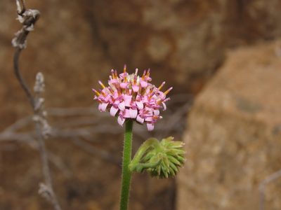 Polyachyrus fuscus, photographed by Nicolás Lavandero