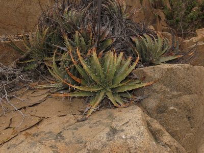 Deuterocohnia chrysantha, photographed by Nicolás Lavandero