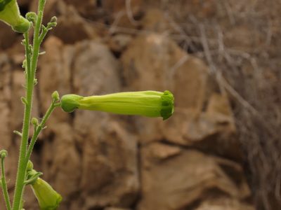 Nicotiana solanifolia, photographed by Nicolás Lavandero