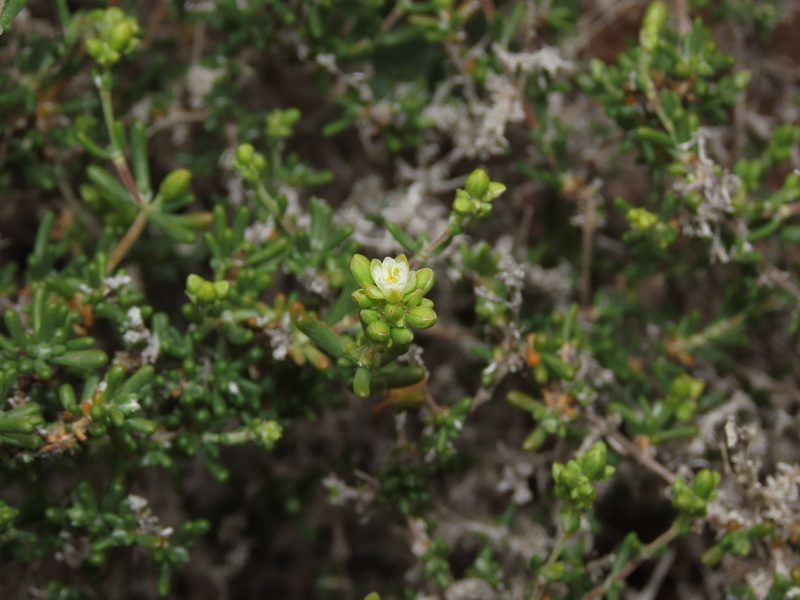 Spergularia arbuscula, photographed by Nicolás Lavandero