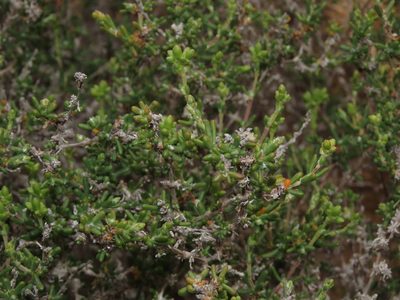 Spergularia arbuscula, photographed by Nicolás Lavandero