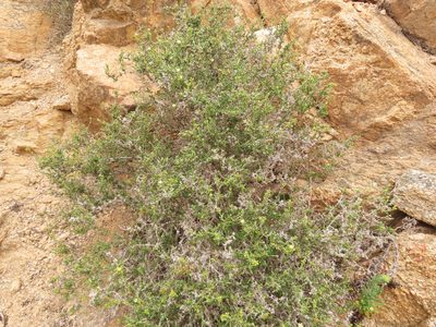 Spergularia arbuscula, photographed by Nicolás Lavandero