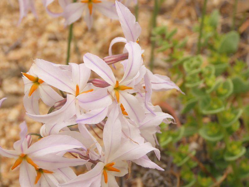 Leucocoryne appendiculata, photographed by Nicolás Lavandero