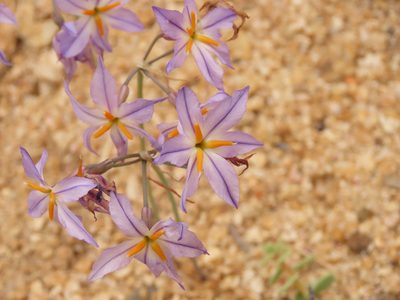 Leucocoryne appendiculata, photographed by Nicolás Lavandero