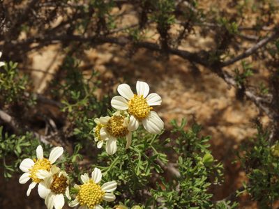 Bahia ambrosioides, photographed by Nicolás Lavandero