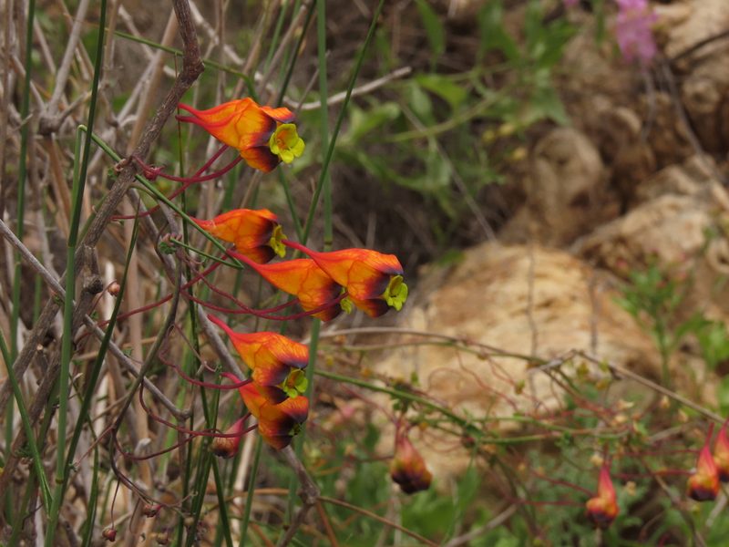 Tropaeolum tricolor, photographed by Nicolás Lavandero