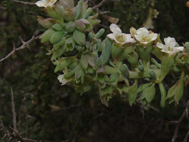 Nolana glauca, photographed by Nicolás Lavandero