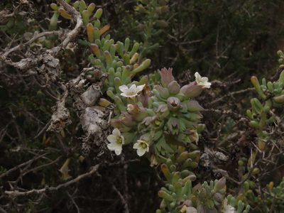 Nolana glauca, photographed by Nicolás Lavandero