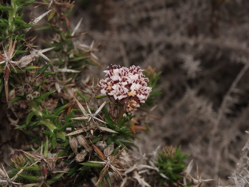 Oxyphyllum ulicinum, photographed by Nicolás Lavandero