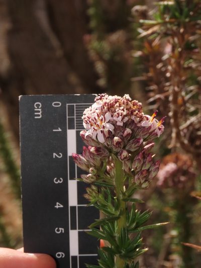 Oxyphyllum ulicinum, photographed by Nicolás Lavandero