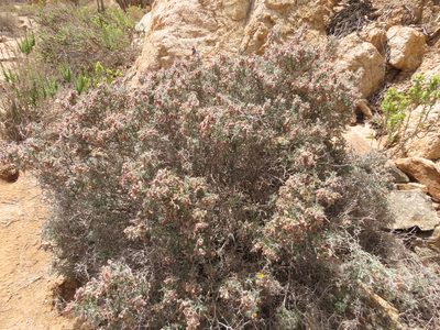 Nolana glauca, photographed by Nicolás Lavandero