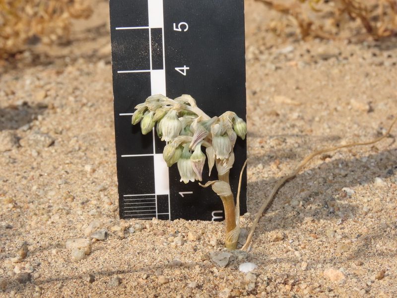 Conanthera urceolata, photographed by Nicolás Lavandero