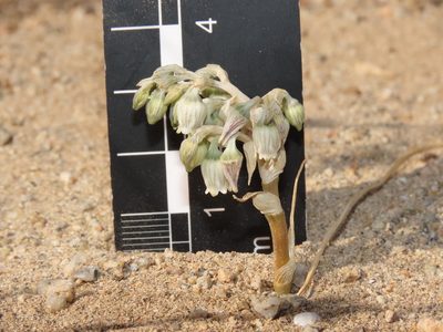 Conanthera urceolata, photographed by Nicolás Lavandero
